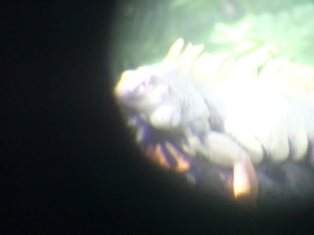 spying on a giant iguana